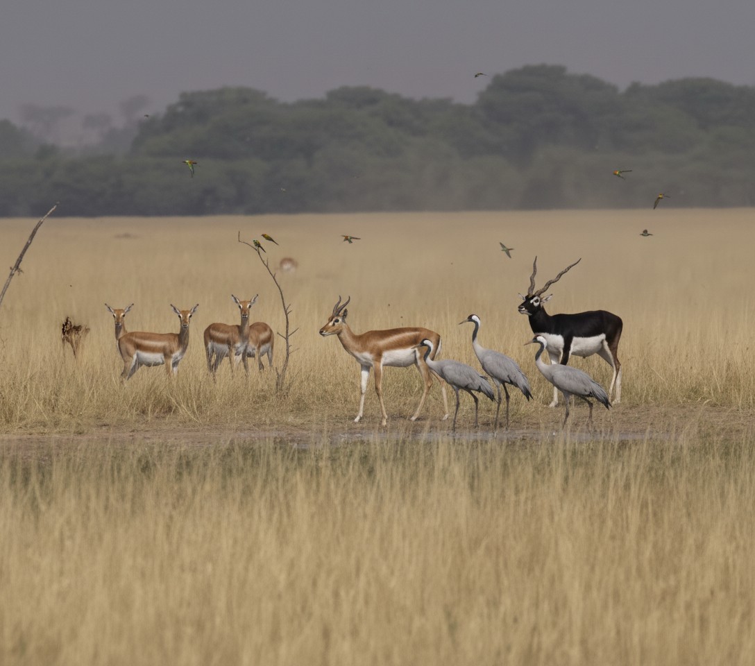 Tal Chhapar Wildlife Sanctuary