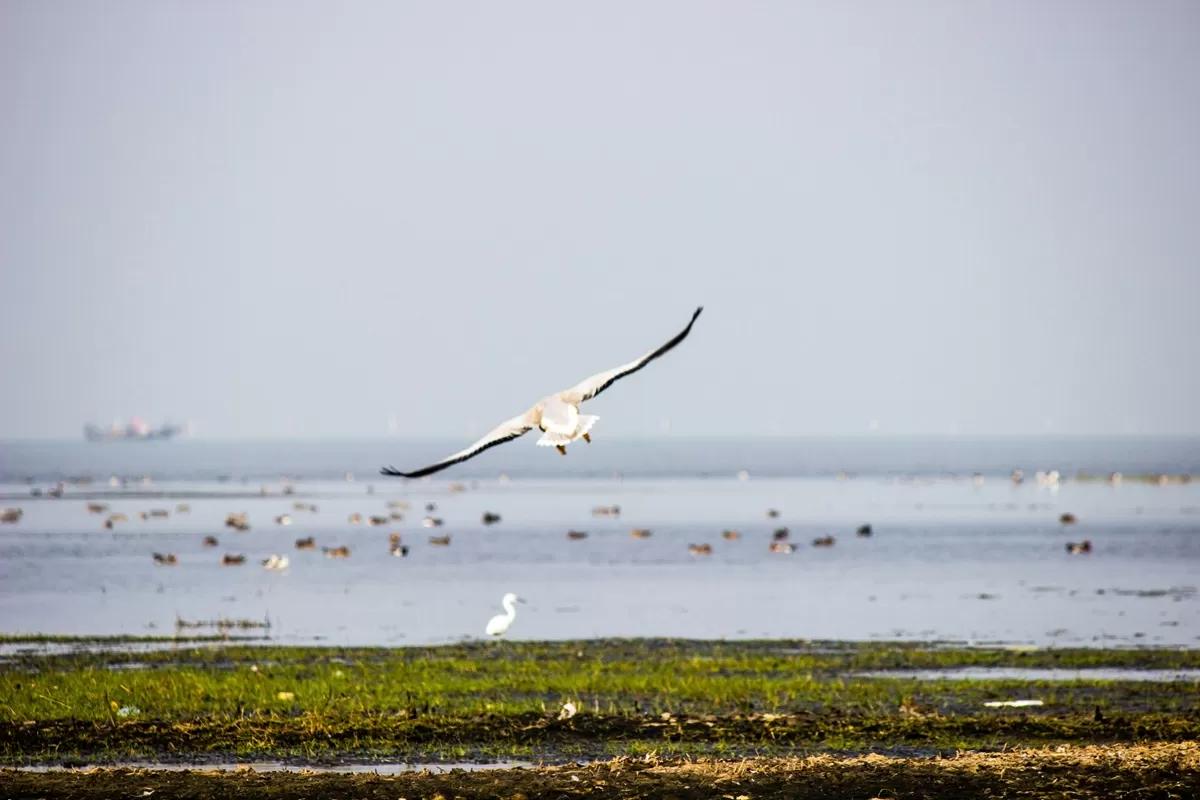 Chilika Lake