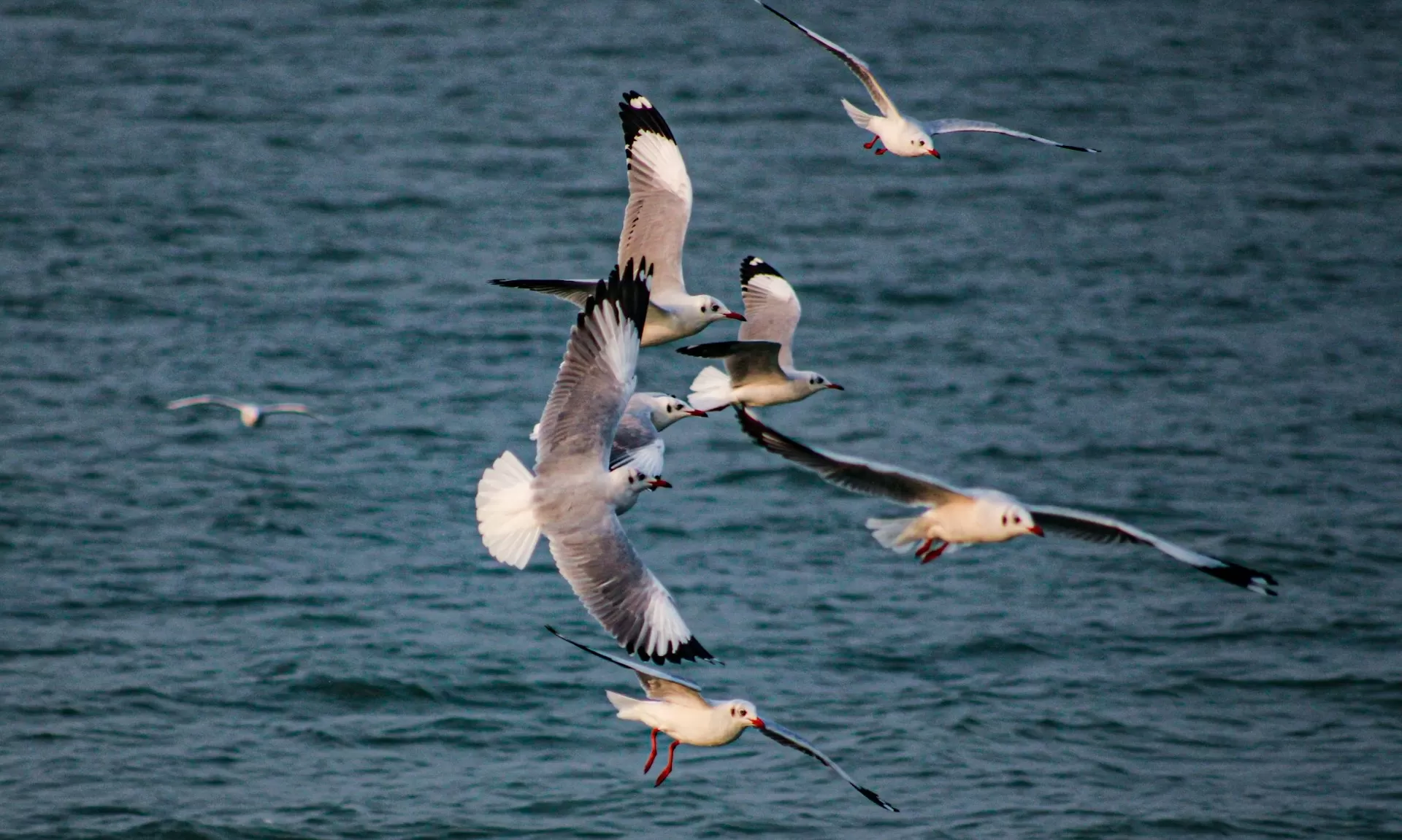 Chilika Lake