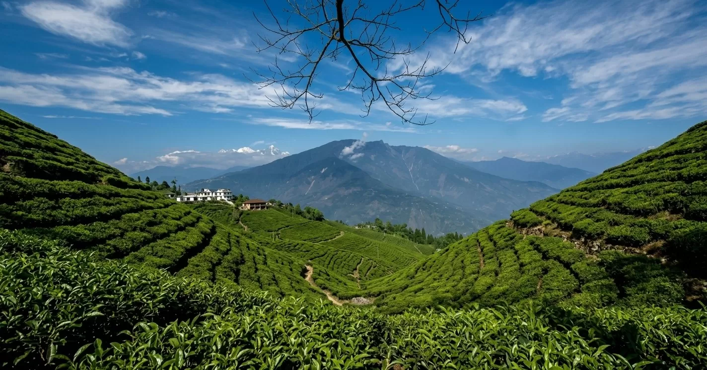 पेलिंग