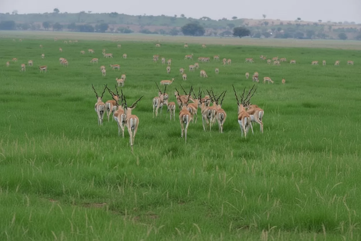 Tal Chhapar Wildlife Sanctuary